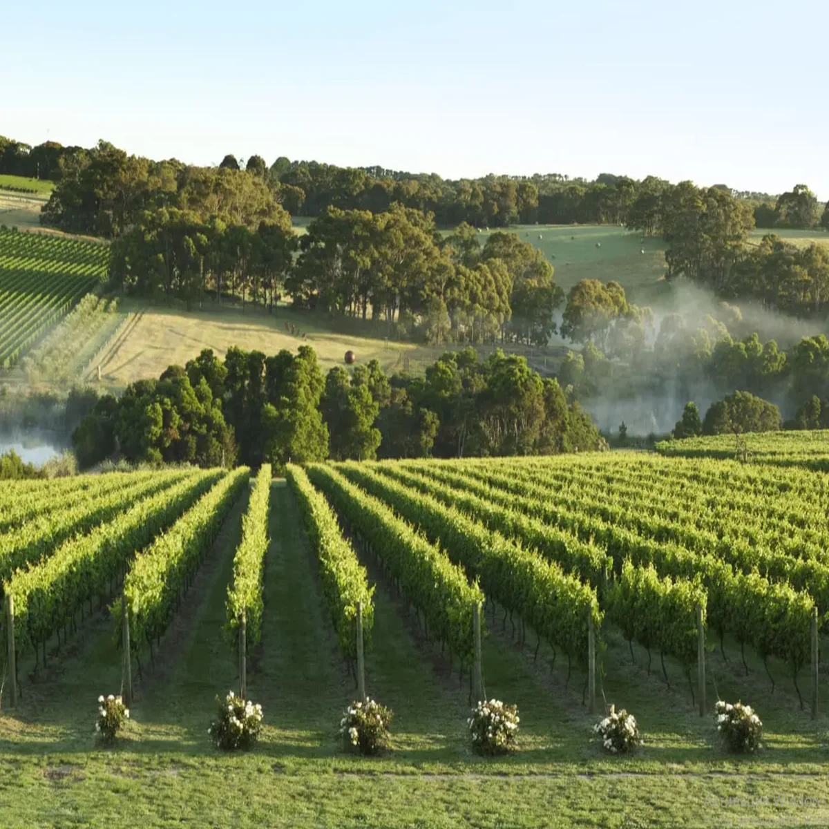 Yarra Valley tours from Melbourne