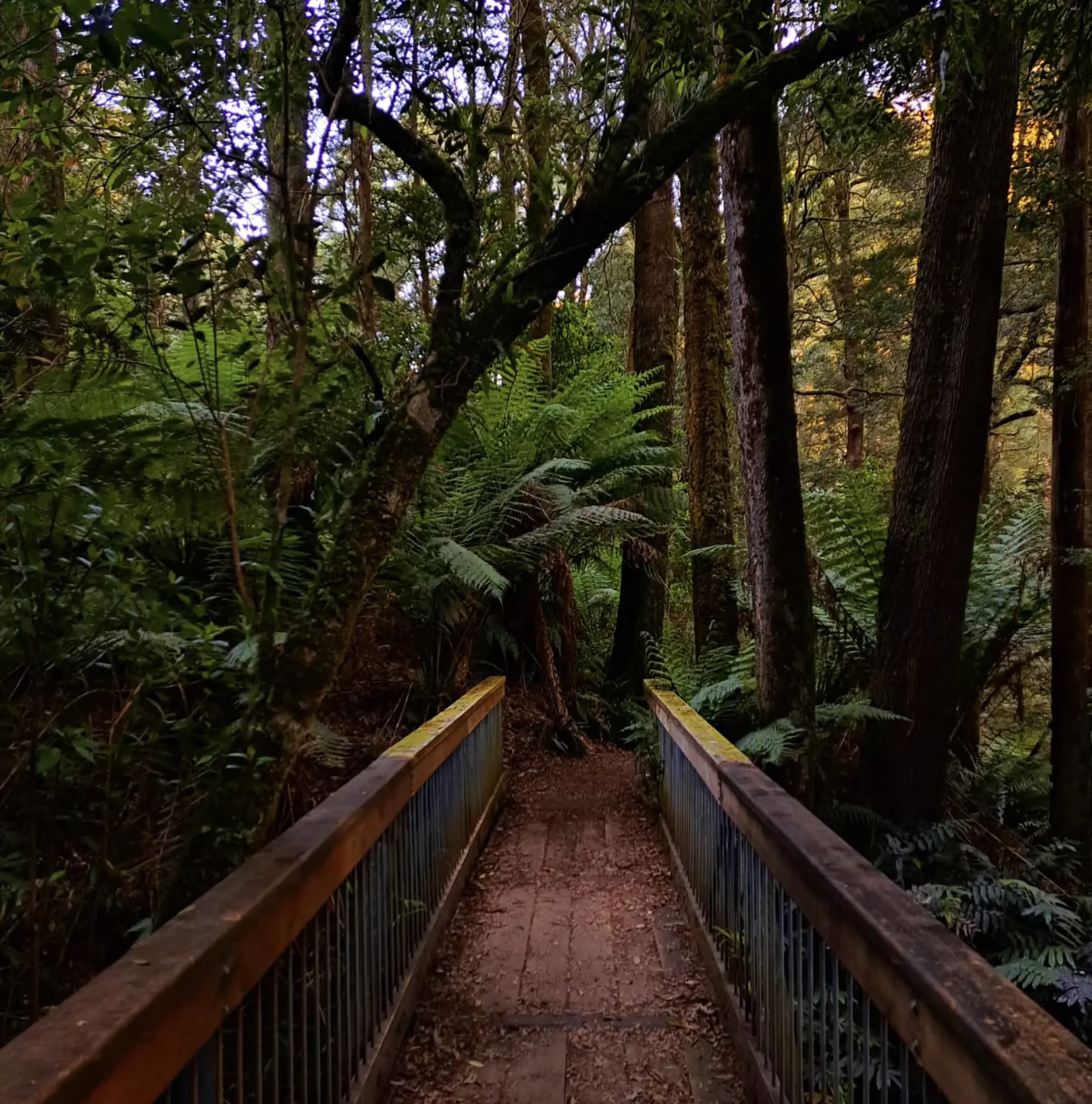 Glow Worm Walks Melba Gully