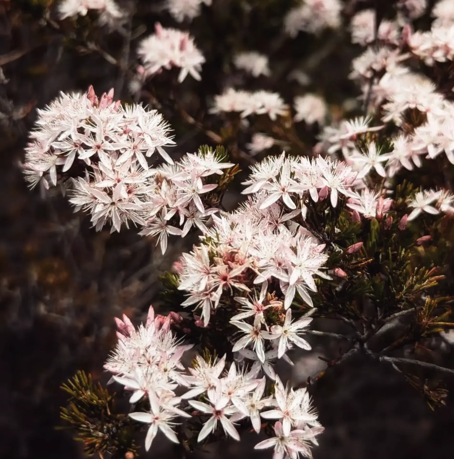 Grampians Wildflowers