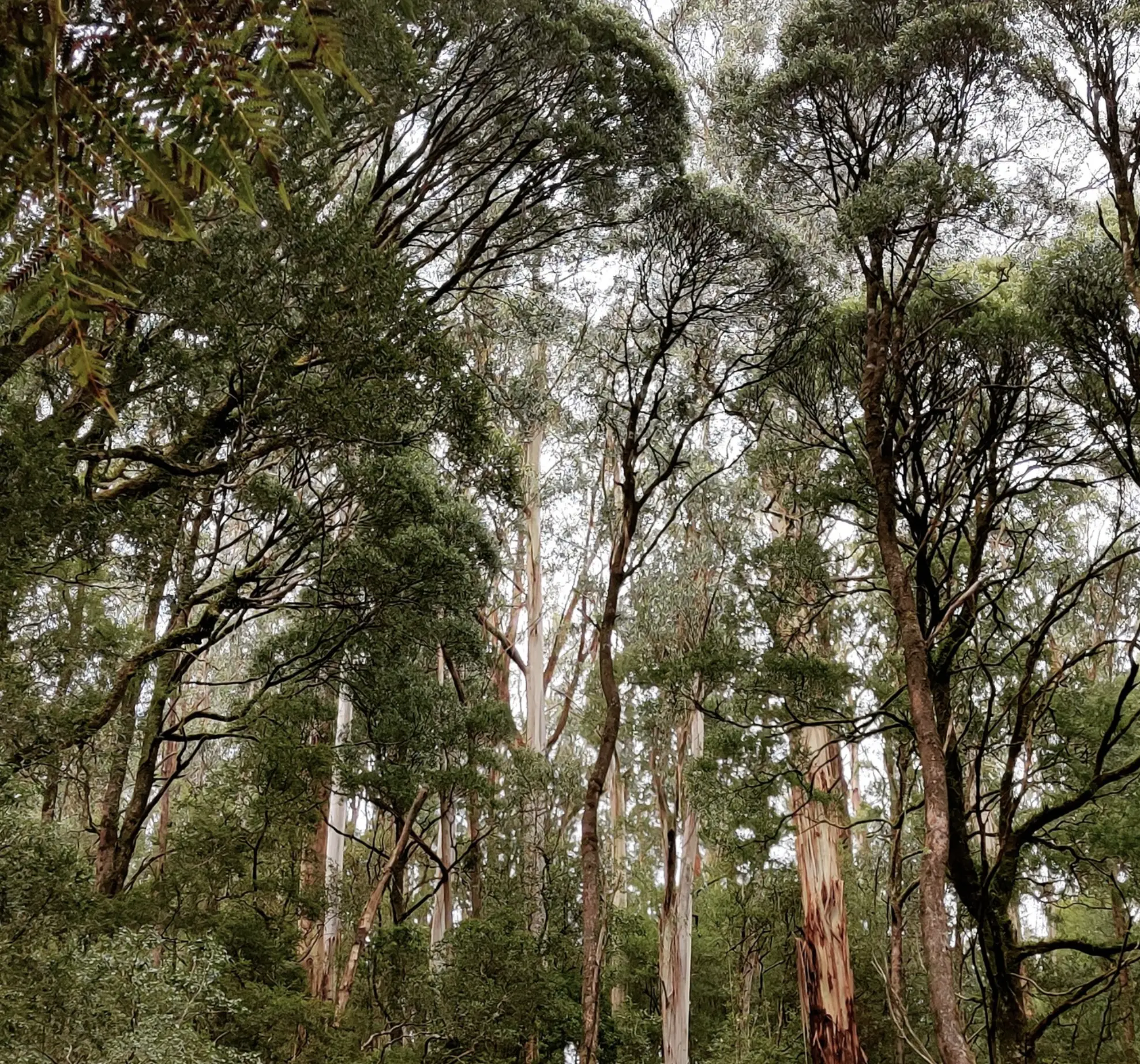 Rainforest Adventures Australia