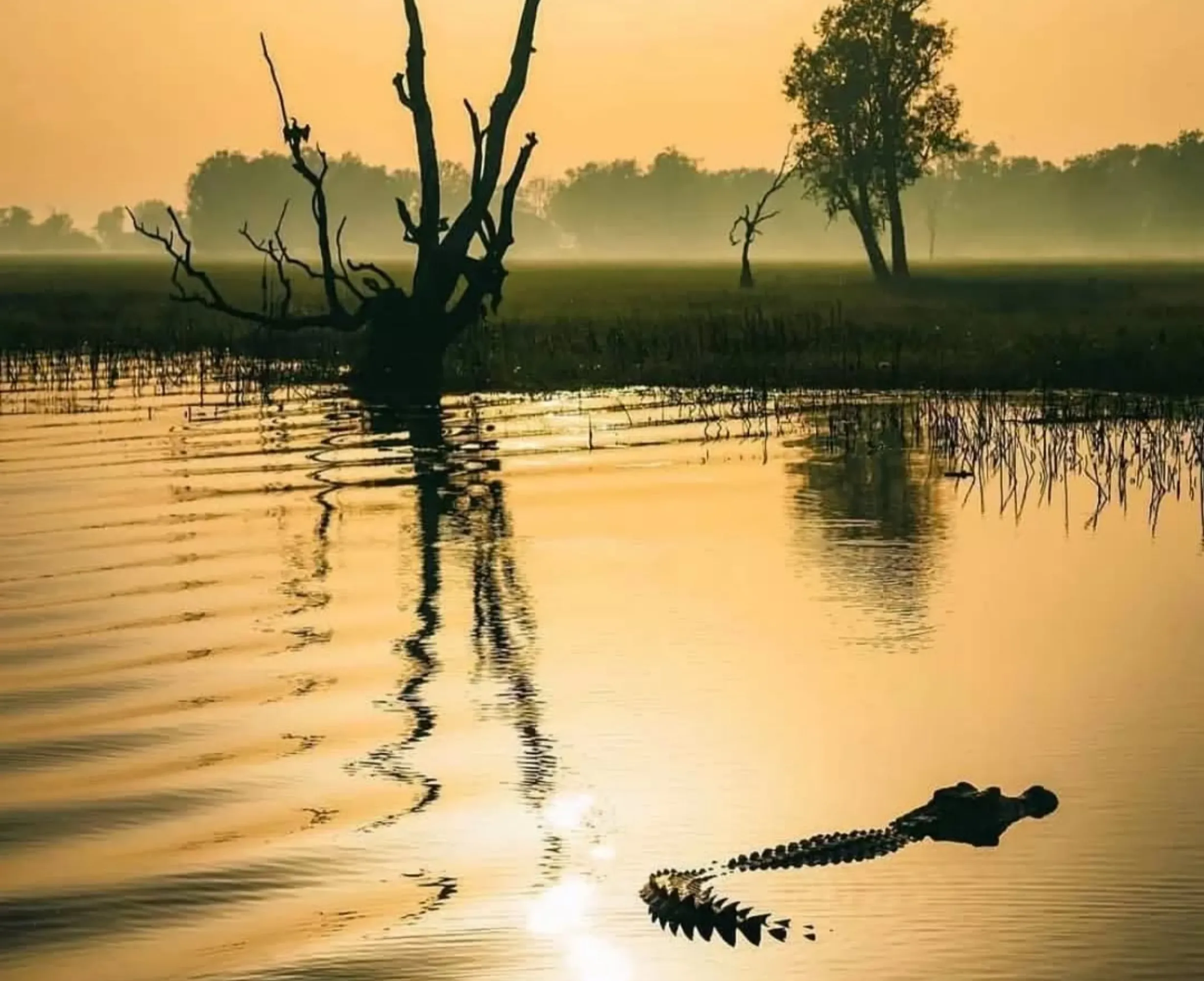 crocodile heads, Kakadu