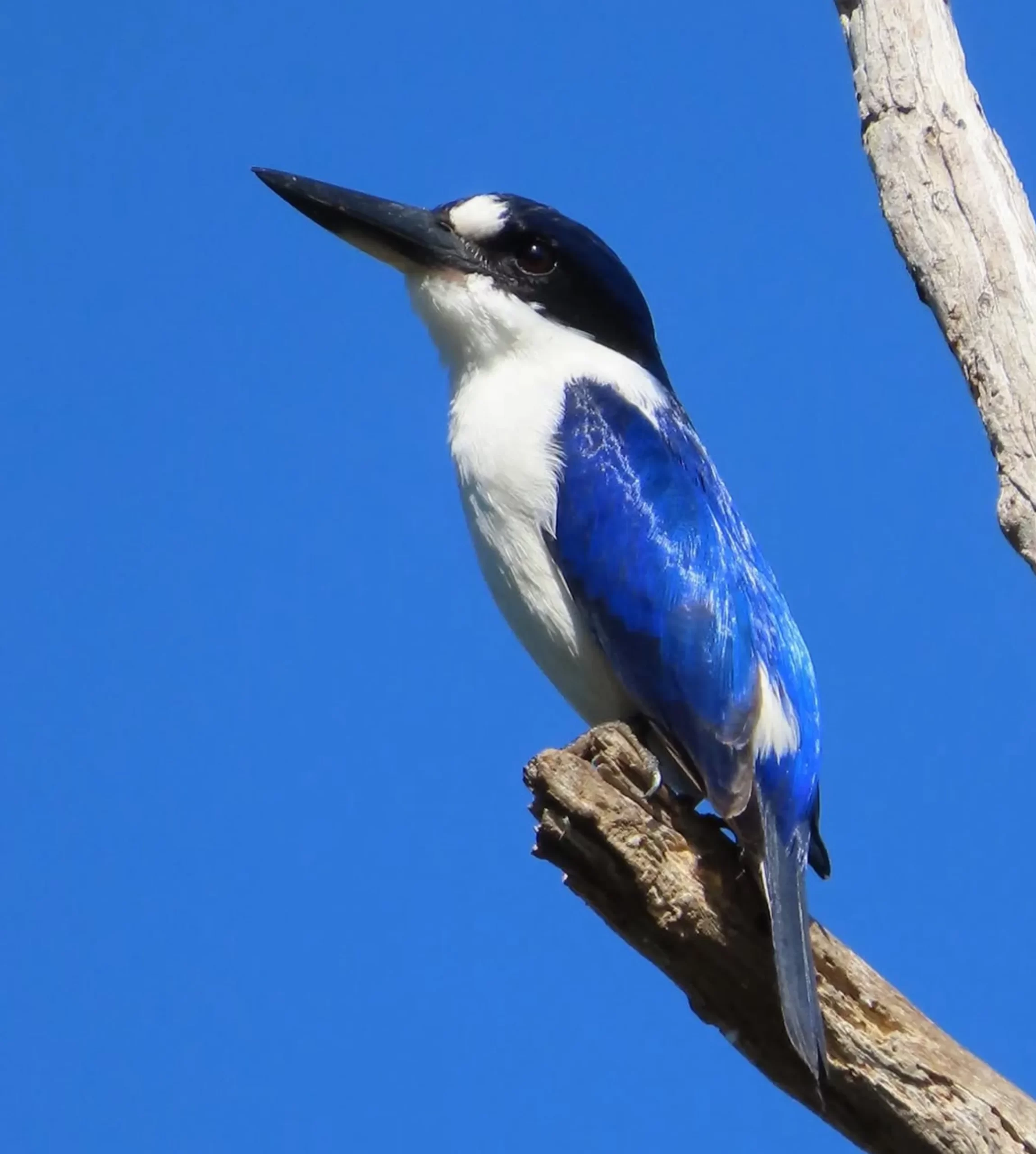 migratory birds, Kakadu