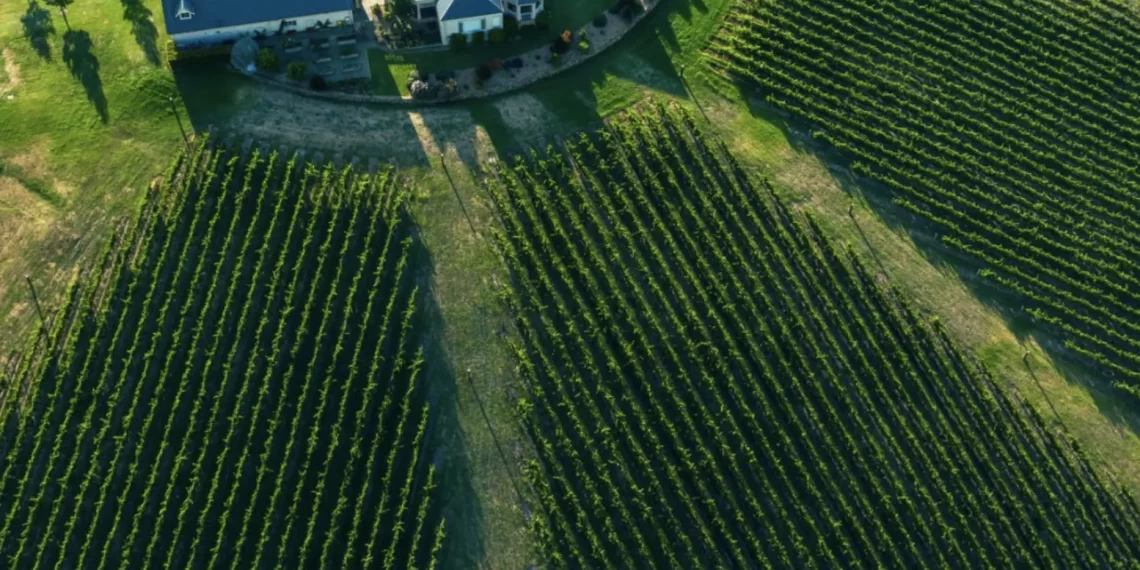 Which Wineries Should You Visit in the Yarra Valley?